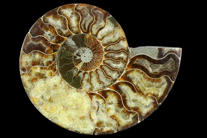 Cut Ammonite Fossil (Half) - Agatized #125562